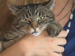 familia denuncio que alguien les afeito el gato y que ahora esta traumado familia denuncio que alguien les afeito el gato y que ahora esta traumado