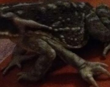 Encuentran un sapo de cinco patas en Córdoba