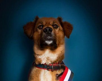Comienza una nueva era en Chile: asumió Brownie como mascota presidencial