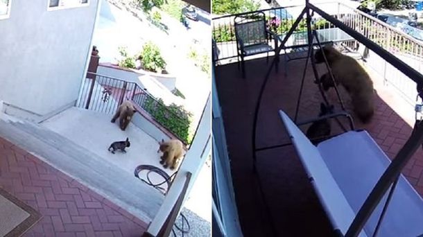 Más que valiente: un bulldog francés espantó de su casa a tres osos