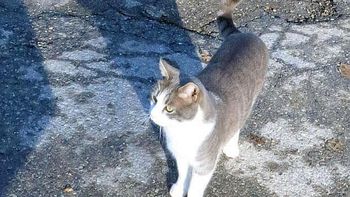 El devoto gato Toldo El devoto gato Toldo