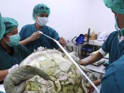 Extrajeron 915 monedas del estómago de una tortuga Extrajeron 915 monedas del estómago de una tortuga