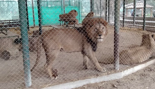Fotos y videos denuncian maltrato animal en el zoológico de Luján