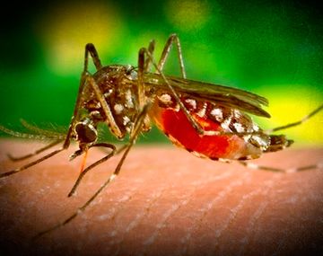 Confirmaron un caso de virus zika en Neuquén