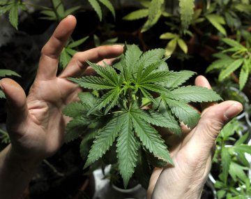 La ANMAT prohíbe unas cremas de cannabis: cuáles son y por qué