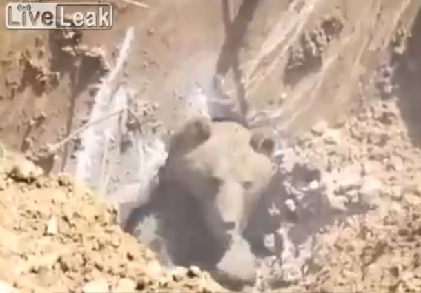 VIDEO: Salvan a un oso atrapado con un martillo neumático