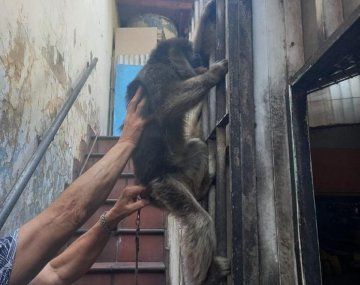 Rescatan a un mono carayá en el barrio porteño de Pompeya