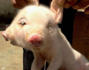 Insólito: hallan un chancho con dos cabezas en China