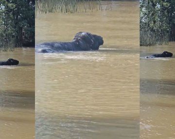 Una veterinaria se topó con un búfalo mientras navegaba en el Delta de Tigre.