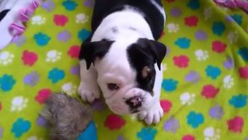 el bulldog que es furor por una enfermedad el bulldog que es furor por una enfermedad