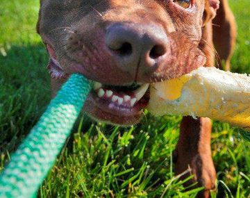 La conmovedora historia de un perro salvado de la muerte
