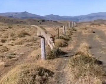 Turista filmaba el paisaje y se topó con dos pumas