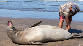 Escándalo en La Lucila del Mar Escándalo en La Lucila del Mar