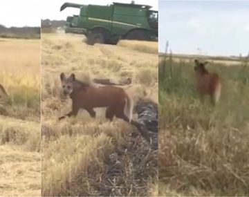 Sorpresa por la aparición en Santa Fe de dos animales en peligro de extinción