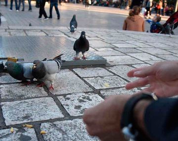 ¿El fin de las palomas? Controlarían población con anticonceptivos