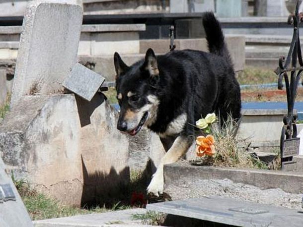 La increíble historia de Capitán, el perro fiel que vive en un cementerio