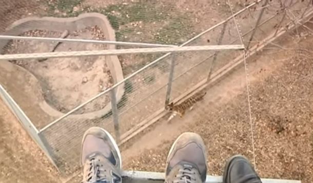 Milagro en el zoo: se subió a una aerosilla, se tiró a la jaula de los tigres y lo rescataron