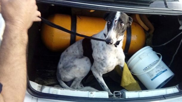 El animal resultó herido en el choque