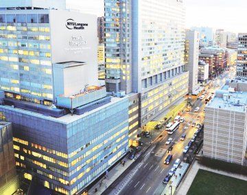 Estados Unidos: trasplantaron un riñón de cerdo a un humano