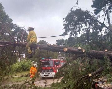 Cayeron cientos de árboles por el temporal