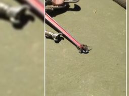Un trabajador petrolero filmó un video en el que se ve cómo un tarántula escapaba con una lagartija. Un trabajador petrolero filmó un video en el que se ve cómo un tarántula escapaba con una lagartija.