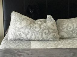 un perro ninja se escondio a simple vista y enloquecio la web ¿lo ves?