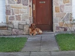 Final feliz: adoptaron al perro abandonado en una casa de Mar del Plata