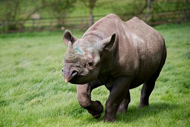 Drama: murió un rinoceronte negro cuando estaba por recuperar su libertad