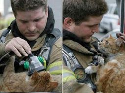 conoce los rescates de bomberos mas extranos conoce los rescates de bomberos mas extranos