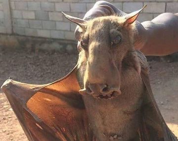 Se viralizó la foto de un murciélago gigante