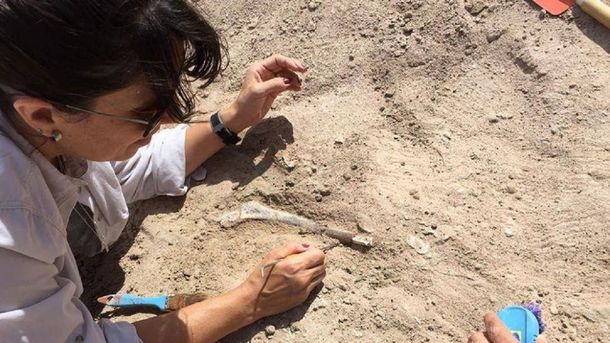 Encontraron restos de un dinosaurio de 15 metros en Neuquén - Crédito: prensa.uncoma.edu.ar