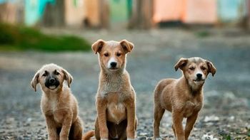 Proponen instalar frigoríficos para comercializar carne de perro Proponen instalar frigoríficos para comercializar carne de perro