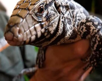 El lagarto Tegu blanco y negro es t&iacute;pico de Argentina