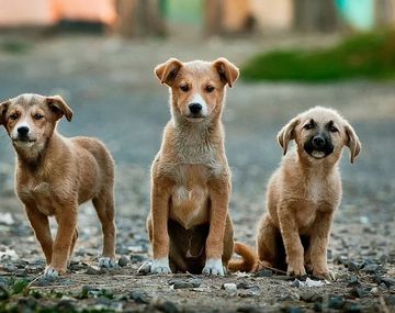 Un estudio científico reveló que los perros existen desde hace 11 mil años