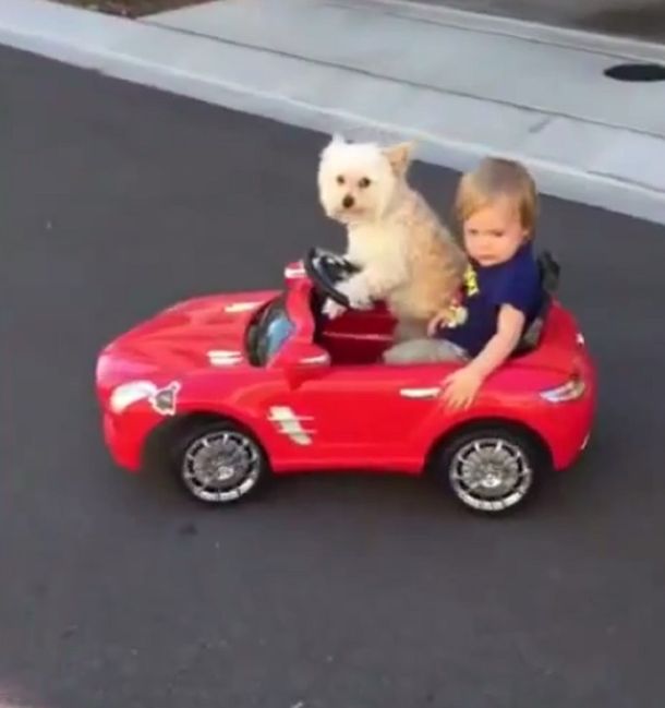 Juntos a la par: una perra lleva a pasear a un nene
