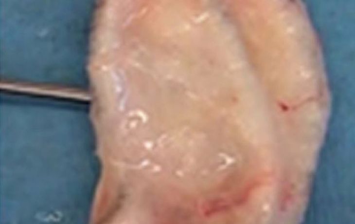 Crean una oreja artificial con impresora 3D y células de oveja