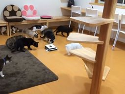 La atención extrema les jugó una mala pasada La atención extrema les jugó una mala pasada