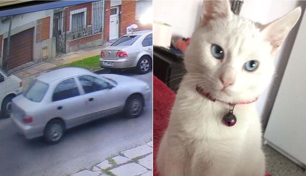 Un hombre se llevó una gata de una casa: la dueña está desesperada