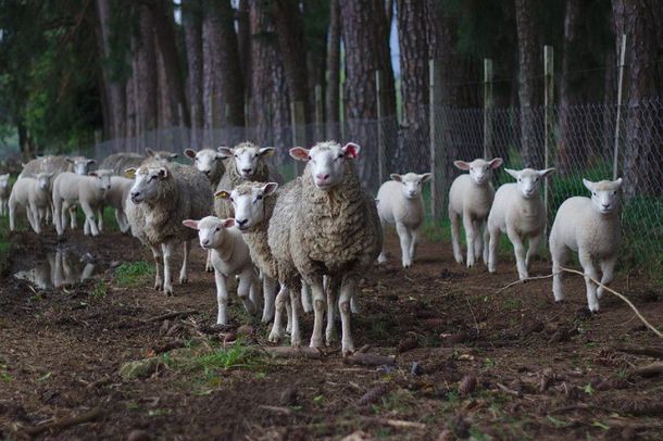 Investigan siniestros asesinatos de ovejas marcadas con símbolos satánicos