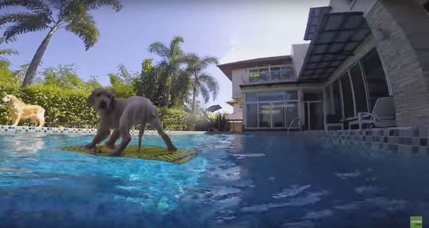 Dos Golden Retrievers salvan a un cachorro