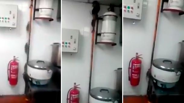 VIDEO: Decenas de ratas escapan de una cocina