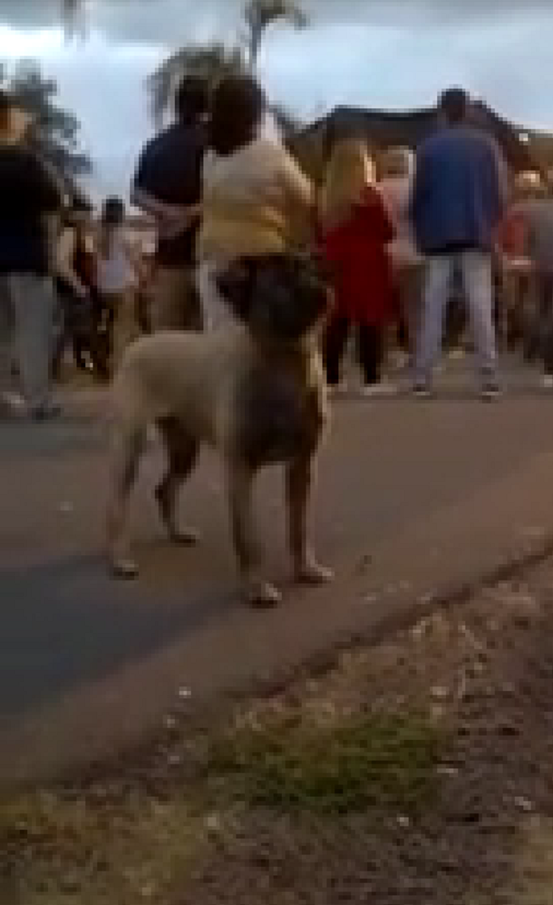 #ElPerritoRockero: mirá el cachorro que baila al ritmo de Pappo