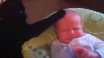 el mejor ninero del mundo: asi calma un gato a un bebe el mejor ninero del mundo: asi calma un gato a un bebe