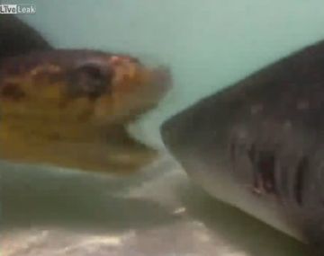 La valiente tortuga que ataca a un tiburón en el mar