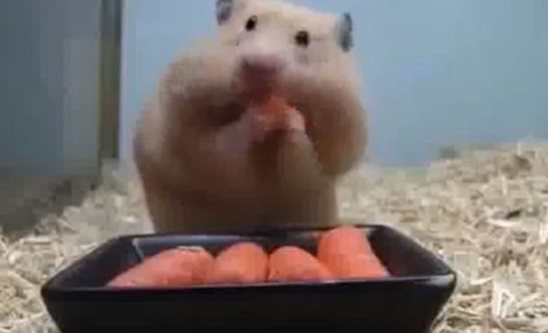 Un hamster con apetito voraz se mete cinco zanahorias en la boca sin respirar