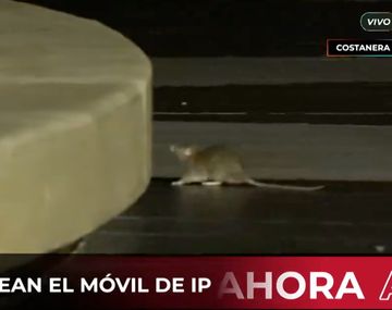 Apareció una rata en pleno móvil de TV en la Costanera porteña