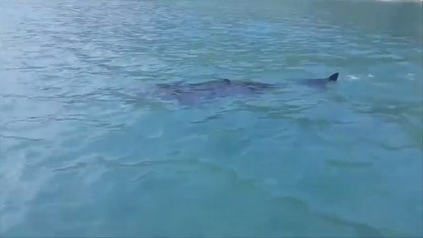 Terror en una playa del Reino Unido por la aparición de un tiburón gigante