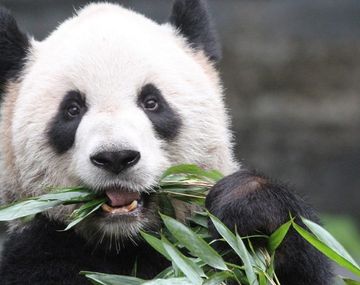 Canad&aacute;: los pandas comen por d&iacute;a hasta 40 kilos de bamb&uacute; fresco proveniente de China