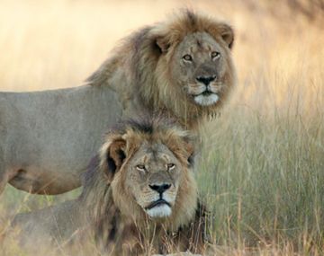 Desmienten la muerte del hermano de Cecil