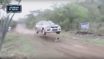 video: un perro se salva de ser pisado por un auto en plena prueba de rally video: un perro se salva de ser pisado por un auto en plena prueba de rally